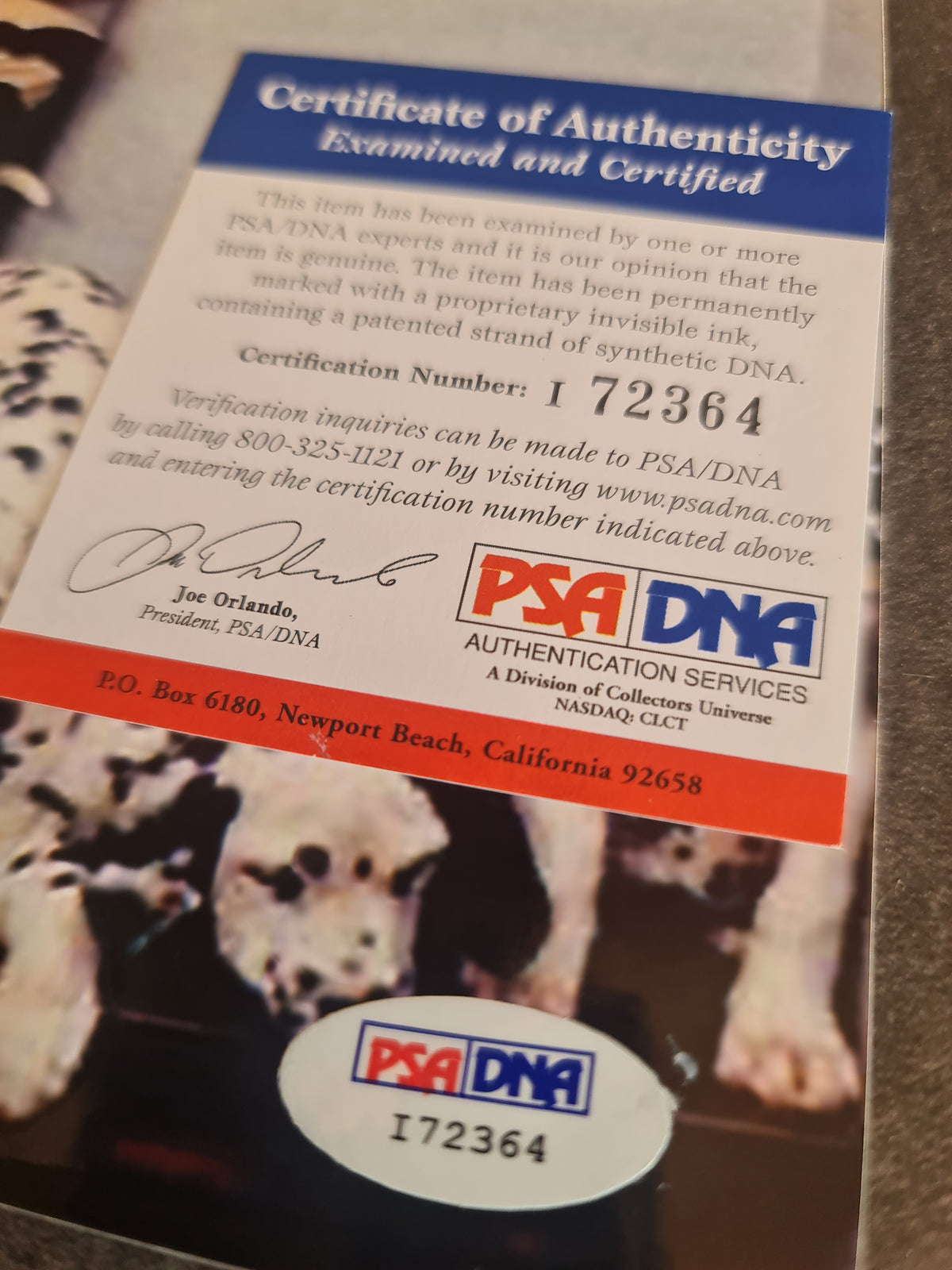 Glenn Close autographe sur photo des 101 Dalmatiens Disney PSA
