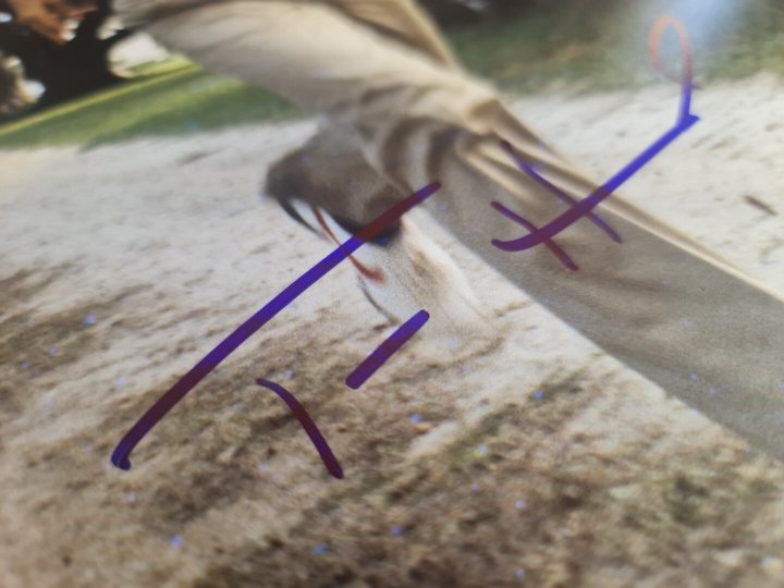 Tom Hanks autographe sur photo Forrest Gump Beckett